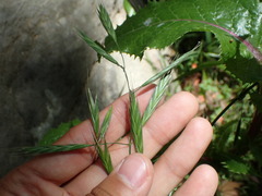 Bromus carinatus