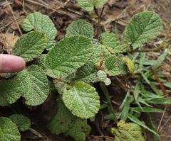 Hermannia geniculata