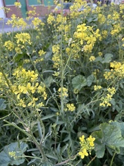 Brassicaceae