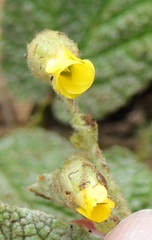 Hermannia geniculata