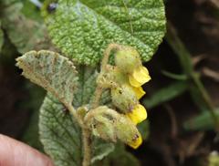 Hermannia geniculata