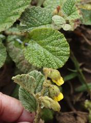 Hermannia geniculata