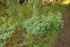 Geranium robustum