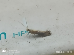 Plutella xylostella
