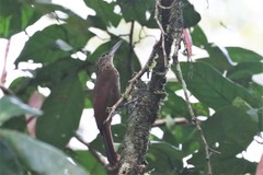 Xiphorhynchus guttatus