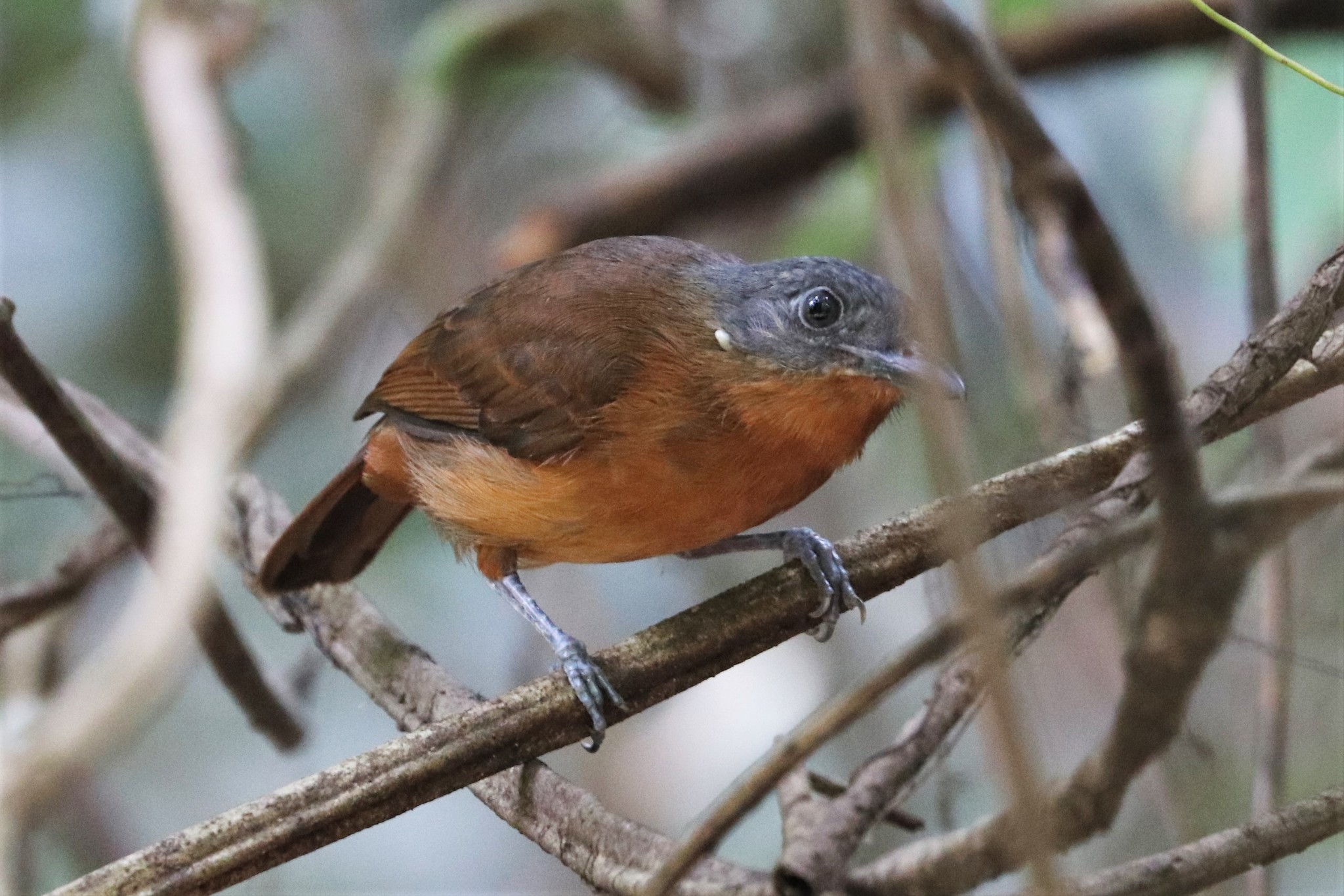 Blackish-grey Antshrike (Thamnophilus nigrocinereus), photo 5
