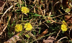 Tussilago farfara