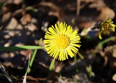 Tussilago farfara