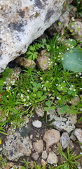 Draba minima