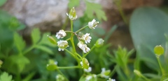 Draba minima