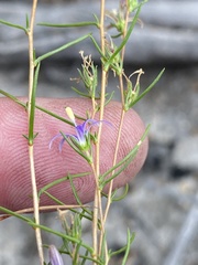 Wahlenbergia subulata