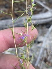 Wahlenbergia subulata