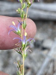 Wahlenbergia subulata