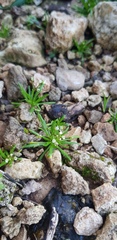 Draba minima