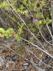Wahlenbergia subulata