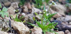 Draba minima