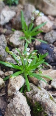 Draba minima