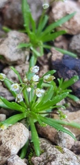 Draba minima