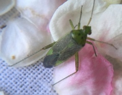 Closterotomus trivialis