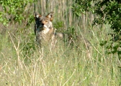 Canis latrans