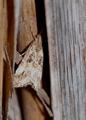 Euchromius cambridgei