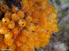 Stolonica socialis