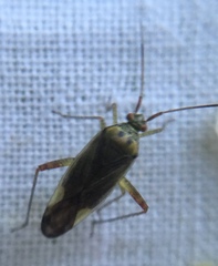 Closterotomus trivialis
