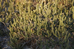 Morella quercifolia