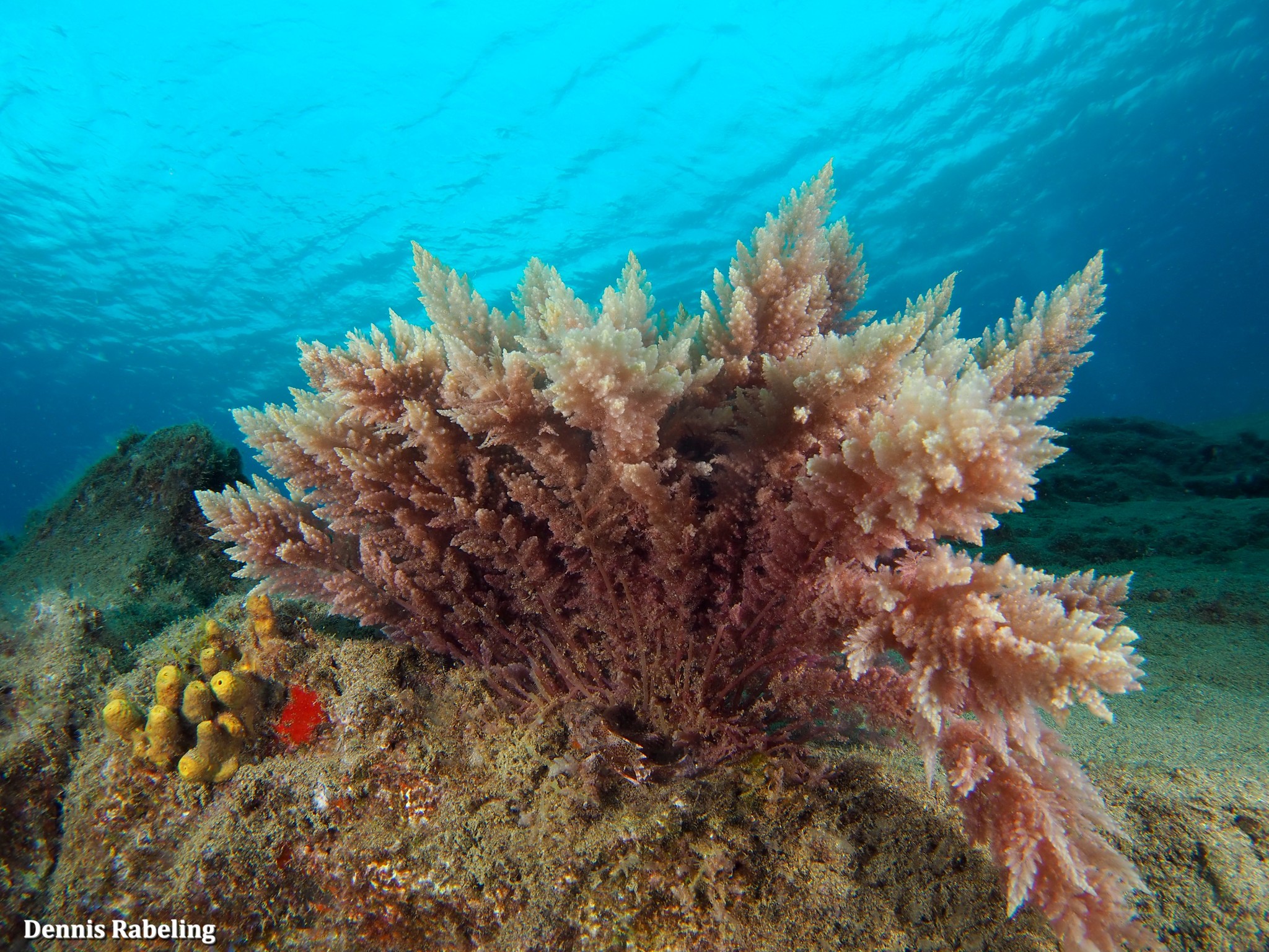 Asparagopsis taxiformis