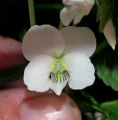 Viola striata
