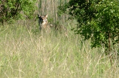 Canis latrans
