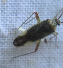 Closterotomus trivialis