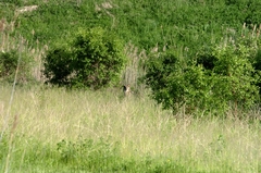 Canis latrans