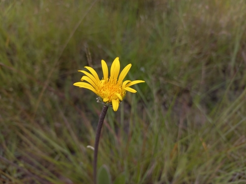 Common Falsegerbera