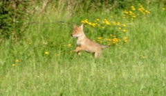 Canis latrans