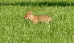 Canis latrans