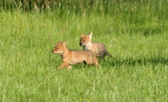 Canis latrans