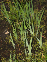 Iris versicolor