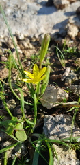 Gagea chlorantha