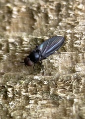Opetia nigra