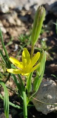 Gagea chlorantha