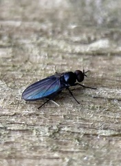 Opetia nigra