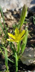Gagea chlorantha