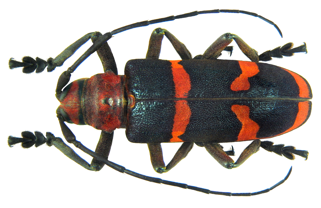 Ceroplesis aestuans
