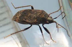 Neolethaeus tenebrosus