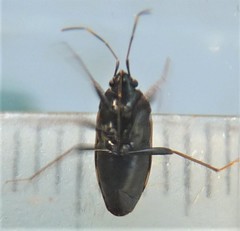 Neolethaeus tenebrosus