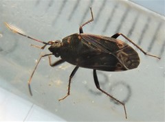 Neolethaeus tenebrosus