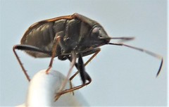 Neolethaeus tenebrosus