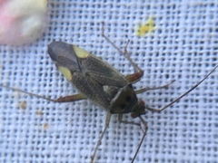 Closterotomus trivialis