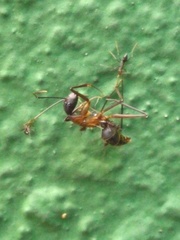 Camponotus lespesii